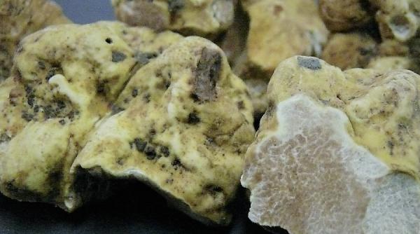 trufe albe de contrabanda cuplu oprit pe aeroport