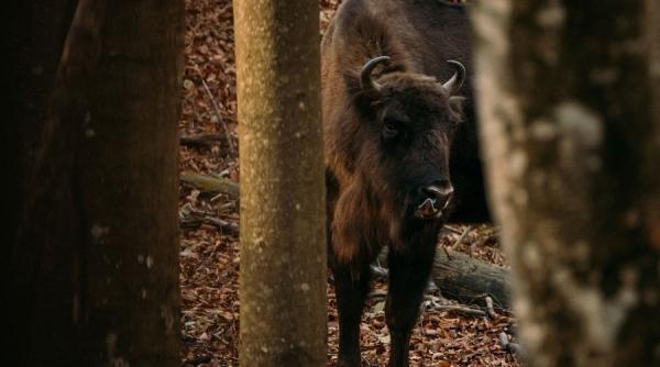 parcul fagaras zimbrul si castorul reintrodusi in salbaticie