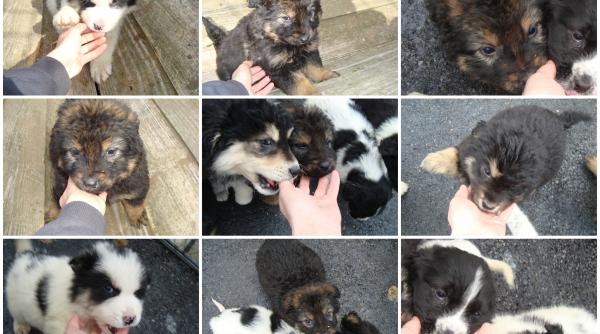 8 martie  campanie inedita  adoptii gratuite