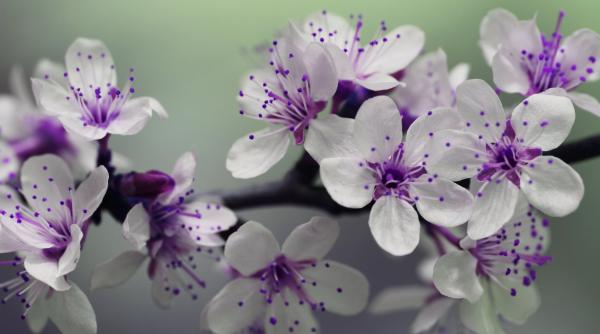 8 martie 2019 felicitari 8 martie cele mai frumoase urari pentru persoanele dragi