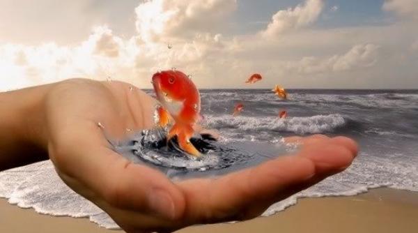 bancul zilei puterea pestisorului de aur