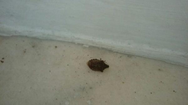 gandacul puturos a revenit in bucuresti insecta care da batai de cap