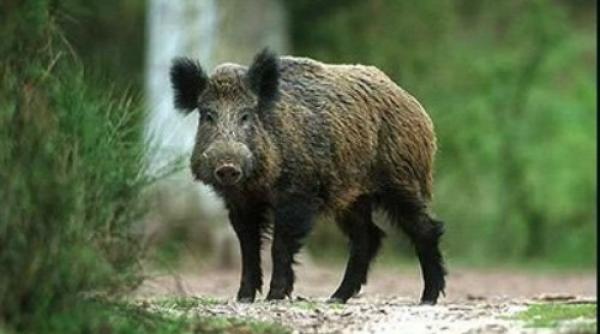 prahova  mistret care umbla pe strazi in strejnic  omorat de jandarmi dupa ce i a atacat