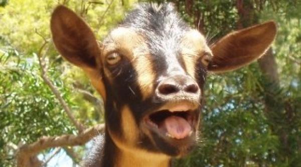 o capra a ajuns primar intr un sat