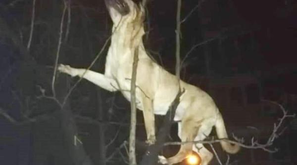 caine aruncat de la etaj ce spune stapana adevarul despre imaginea aparuta