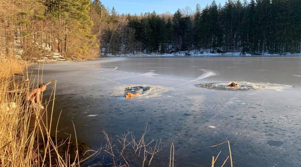 caini salvati dintr un lac inghetat