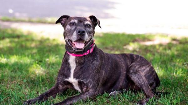 poveste emotionanta un catel batran salvat de la un adapost se bucura de ultimele luni de viata