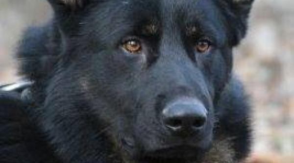 talhar prins de gipsy