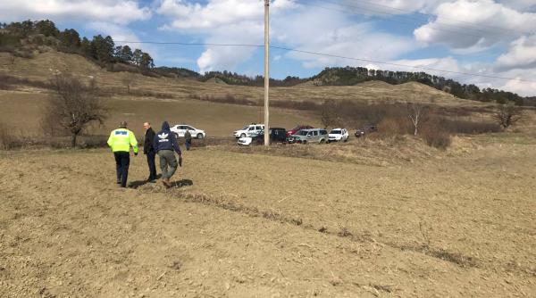 pui de urs calcat cu masina