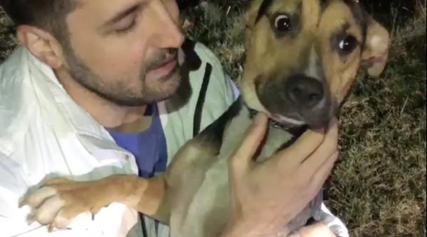 video kara catelusa batuta in tramvai de stapana sa preluata de aspa i se cauta o noua familie