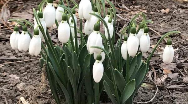 anm prognoza meteo vremea pentru doua saptamani pe regiuni