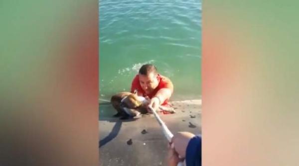 si a riscat viata pentru a salva un caine