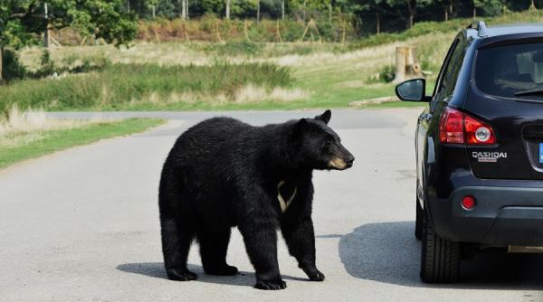 panica pe strazile unui oras populatia avertizata prin ro alert