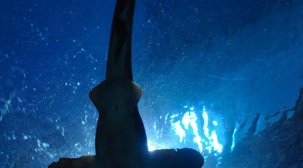 17 specii de rechini  in pericol de disparitie