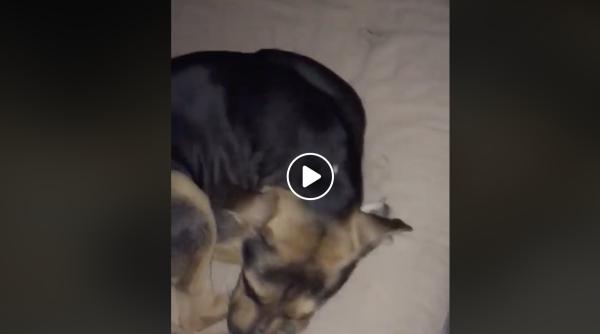 cum e tratata kara catelusa adoptata recent dupa ce a fost batuta video