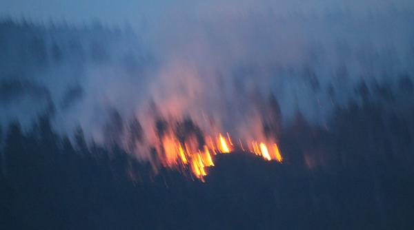 hectare de padure distruse de incendiile de vegetatie