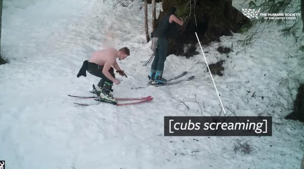 tata si fiu condamnati pentru vanarea brutala a unei ursoaice cu pui care hiberna