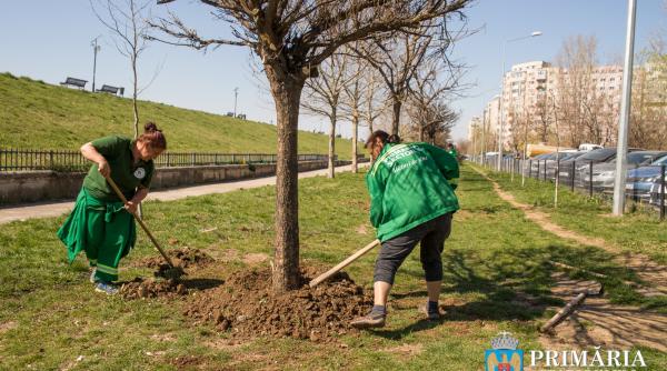 primaria sector 6 declaratii privind arborii transplantati de pe iuliu maniu