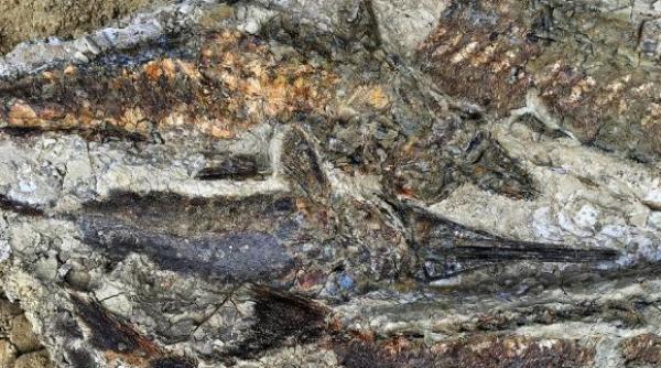 descoperire incredibila pesti de acum 66 de milioane de ani in apropiere de chicxulub