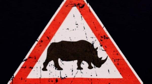 1 aprilie  pui de rinocer  transportati ilegal prin posta romana