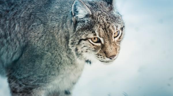 croatii indemnati sa voteze numele rasului transferat din romania