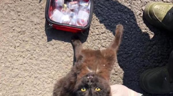 pisica neagra cu noroc