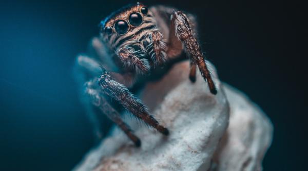 750 de tarantule  descoperite intr un pachet cadou in apropierea aeroportului
