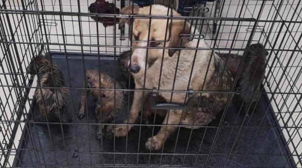 8 pui de caine aruncati in smoala se cauta vinovatul