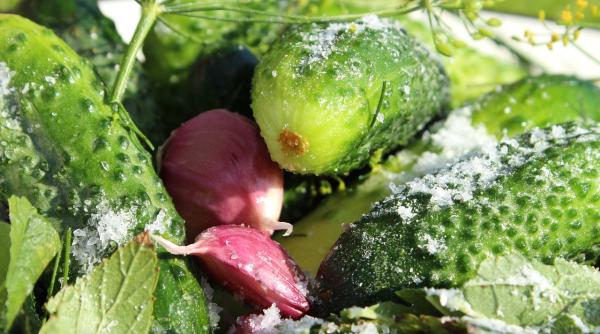 de ce sa nu pui sare pe castraveti si tu ai facut greseala asta pana acum