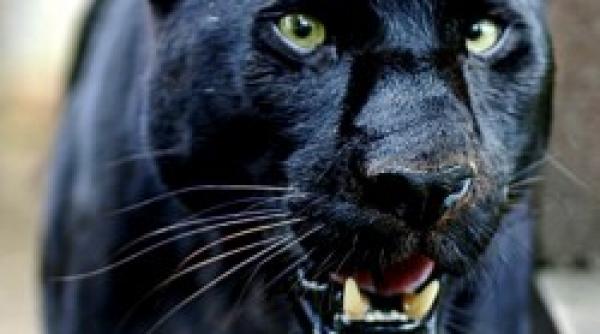 teroare in anglia la harrowbarrow dupa ce animalele domestice cat si salbatice au inceput sa dispara unul cate unul