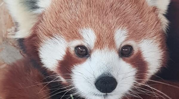 video premiera la o gradina zoo din tara panda rosu unicat in romania