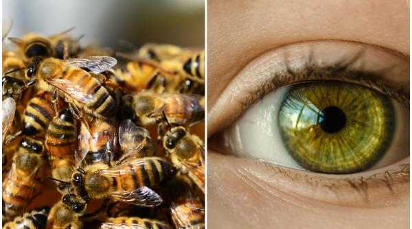 cum si au facut mai multe albine stup in ochiul unei femei medicii descoperire soc