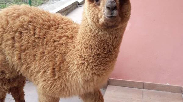 radu herjeu ironie despre alpaca lui godina