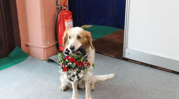 petexpo 2019 poze de la cel mai simpatic eveniment cu animale de companie