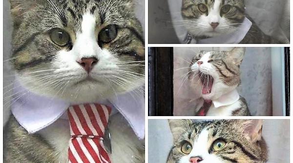 pisica lui assange mister