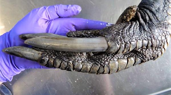 barbat ucis de pasarea pe care o crestea in curte cazuarul cea mai periculoasa inaripata