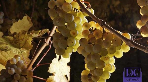 vreme extrema masurile dispearate pe care le au luat agricultorii in toiul noptii