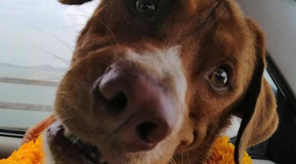 un caine a fost salvat in largul coastelor thailandeze dintr o zona unde rechinii fac legea