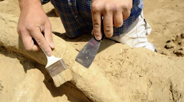 unul dintre cele mai mari mamifere terestre descoperit in kenya