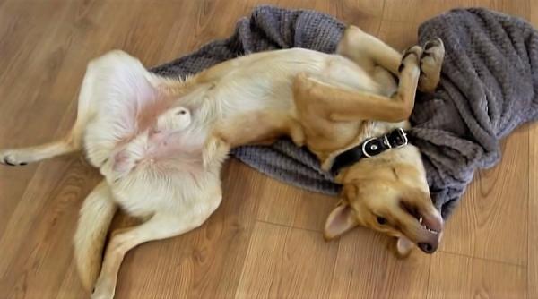 cum a ajuns cainele sunny sa aiba rubrica la maruta