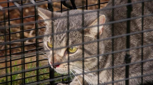 pisicile salbatice inamicul public numarul unu tara care le a declarat razboi