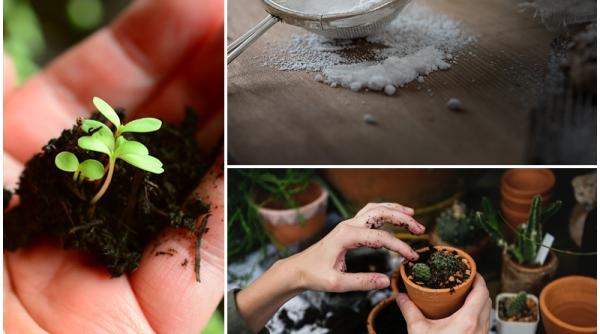 de ce trebuie sa presari zahar in ghiveci inainte sa uzi plantele trucul cu efecte incredibile