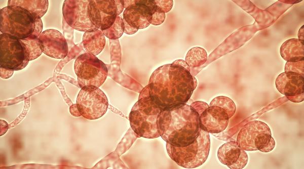 candida auris face victime in anglia