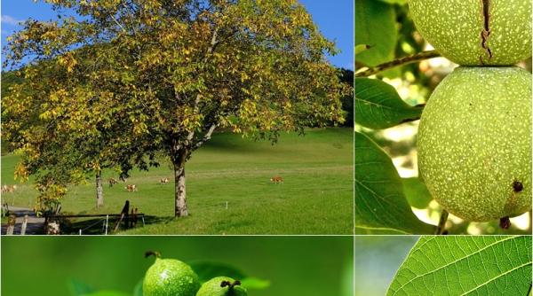 ce ti se poate intampla daca stai la umbra unui nuc efectele sunt serioase