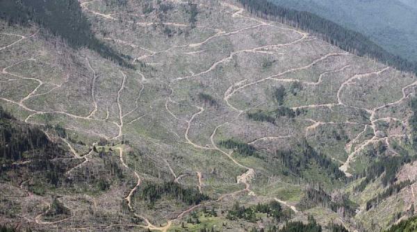 lege pentru diminuarea taierilor ilegale de paduri anuntul ministrului ioan denes