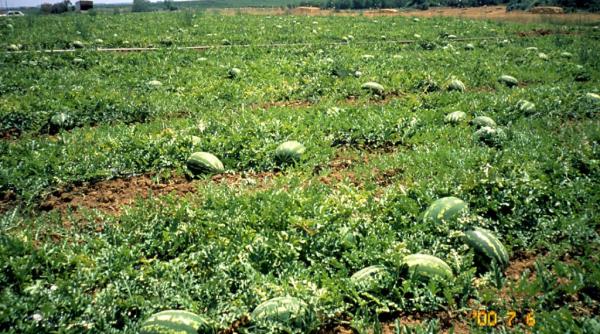 bancul zilei hotii de pepeni