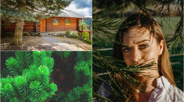 de ce nu este bine sa plantezi un brad in curtea casei