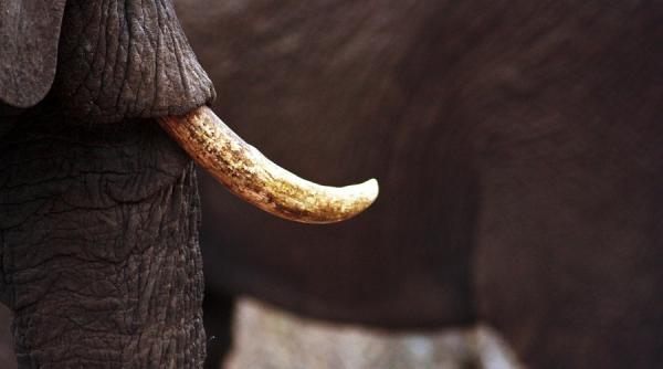 un soldat britanic ucis de un elefant in malawi