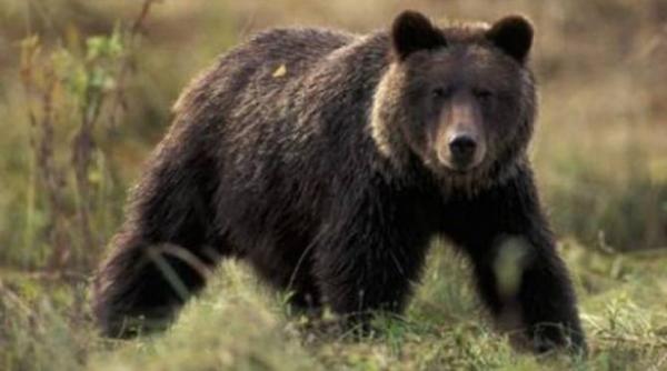 vrancea un barbat a fost sfasiat de urs