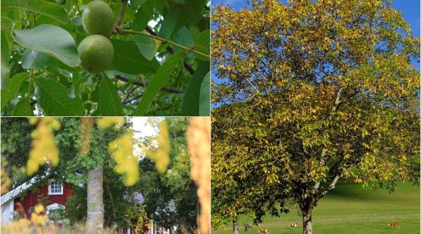 de ce nu trebuie sa plantezi un nuc in curte vei fi in pericol nu stiai asta